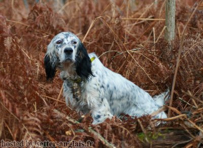 Setter Anglais EOSINE DU BOIS DU CHÊNE ROND